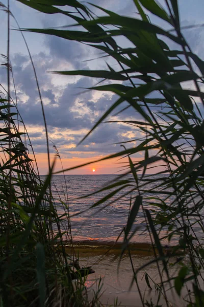 Sunrise silhouette through shoreline reeds.