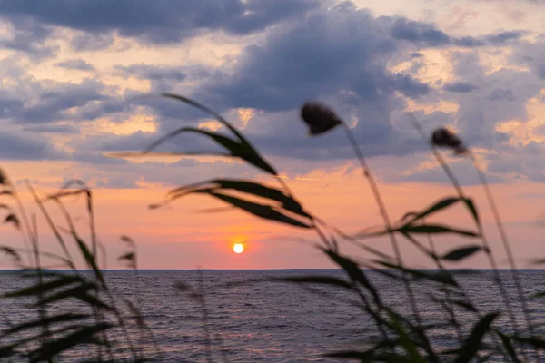  Sunrise silhouette through shoreline reeds.