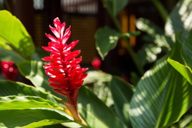 Singapur 'da kırmızı tropik çiçek