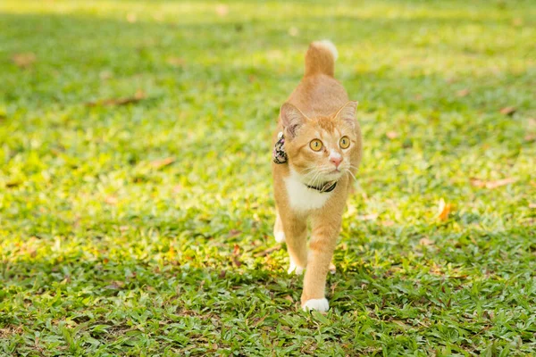 Singapur Daki Şehir Parkında Gezinen Kedi — Stok fotoğraf
