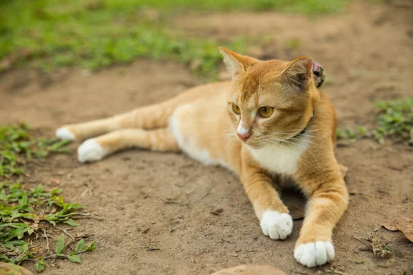 Singapur Daki Şehir Parkında Gezinen Kedi — Stok fotoğraf