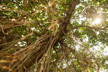 Kuala Lumpur 'daki şehir parkında bitki örtüsü