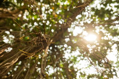 Parktaki yaprakların arasından gün ışığı.
