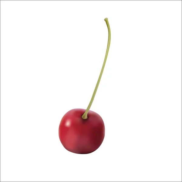 Realistic vector cherry — Stock Vector