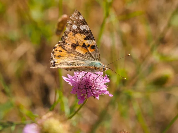 Makro fotoğrafçılıkta kelebek çiçek açan bir çiçekten beslenir. Vanessa Cardui tanınmış renkli bir kelebektir. Boyalı Kadın olarak da bilinir. Ya da eskiden Kuzey Amerika 'da kozmopolit olarak bilinirdi. Kelebekler böcektir ve büyük parlak renkli kanatları vardır..