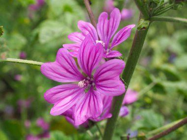 Malva Sylvestris, Malvaceae familyasından bir kuş türü. Pembe çiçekler kapanıyor. Yüksek ya da Uzun Mallow otçul, sürünen bir bitki. Bu bitki iyi bir yemek..