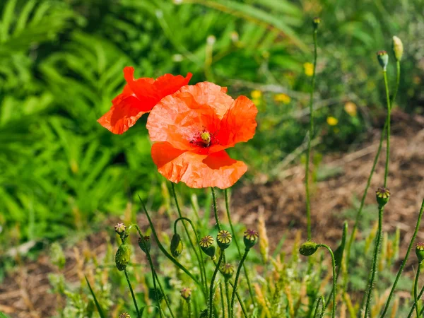 Yeşil çimenlerin arka planında güzel bulanık bokeh olan kırmızı gelincik çiçeklerini kapatın. İtalya. Gelincikler tıbbi, bitkisel, iki yıllık ya da kısa ömürlü bitkilerdir. Papaveraceae ailesi. Fotoğraf duvar kâğıdı