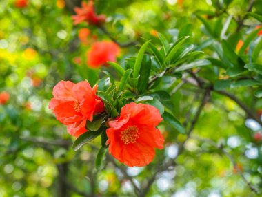 Çiçek arkaplan. Punica granatum ağacı veya yeşil yapraklı kırmızı nar dalı ve parlak taze çiçekler, yakın çekim. Nar, Lythraceae familyasından meyve taşıyan, yaprak döken bir çalıdır. Fotoğraf duvar kâğıdı.