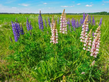 Çiçek arkaplan. Lupinus perennis, baklagiller (Fabaceae) familyasından bir bitki cinsi. Mavi arkaplanda mor ve pembe çiçekler.