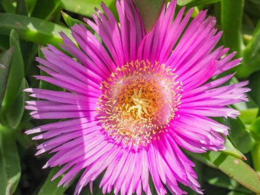 Carpobrotus edulis ya da Carpobrotus chilensis çiçeği, yaklaşın. Yeşil sulu yapraklı pembe çiçekli deniz inciri çiçeği. Buz bitkisi, Aizoaceae familyasındaki yerde sürünen, paspas oluşturan agresif ve saldırgan bir bitkidir..