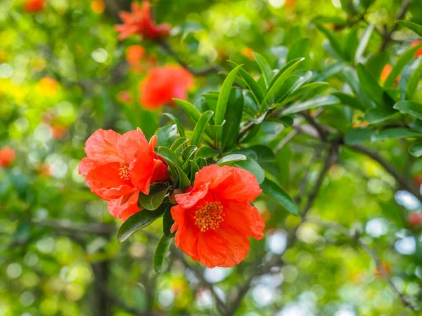 Çiçek arkaplan. Punica granatum ağacı veya yeşil yapraklı kırmızı nar dalı ve parlak taze çiçekler, yakın çekim. Nar, Lythraceae familyasından meyve taşıyan, yaprak döken bir çalıdır. Fotoğraf duvar kâğıdı.
