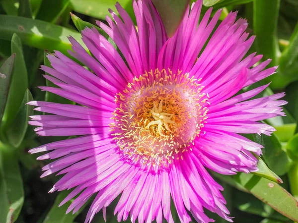 Carpobrotus edulis ya da Carpobrotus chilensis çiçeği, yaklaşın. Yeşil sulu yapraklı pembe çiçekli deniz inciri çiçeği. Buz bitkisi, Aizoaceae familyasındaki yerde sürünen, paspas oluşturan agresif ve saldırgan bir bitkidir..