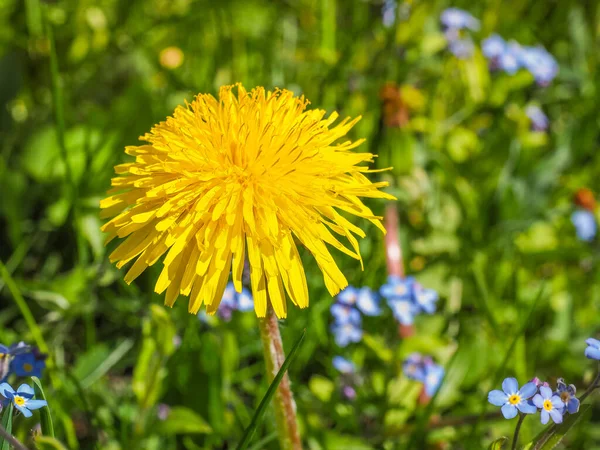 Taraxacum officinale ve Alpine unutma beni çiçekler, kapat. Vahşi bir çayırda sıradan bir karahindiba yetişir. Doğada sarı çiçek açar. Karahindiba, Asteraceae, Compositaae familyasından otçul bir bitki. Myosotis arvensis - Boraginaceae