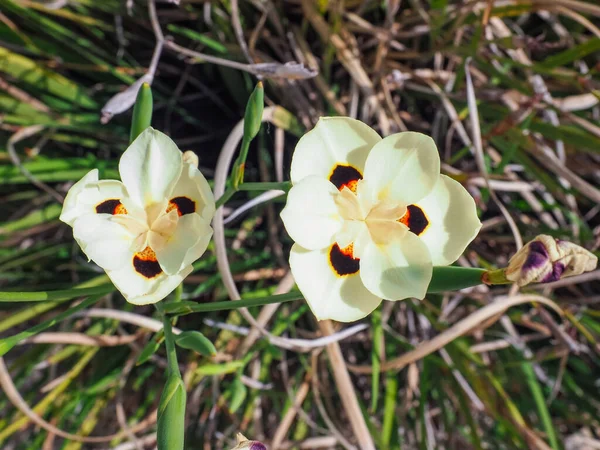 Açık sarı çardak zambağı ya da Afrika zambağı. Yaklaş. Krem sarısı diyet çift renkli diyet ya da kelebek bayraklı çiçeklerin ortasında koyu kahverengi lekeli taç yaprakları vardır. Limon sarısı Iris, Iridaceae familyasından bir bitki türü.