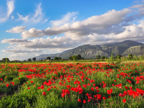 Bloemen Achtergrond Prachtig Italiaans Landschap Met Een Blauwe Bewolkte Lucht Stockafbeelding