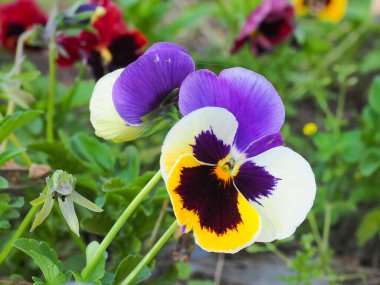 Çok renkli Pansy çiçekleri, yaklaşın. Menekşe sarısı yapraklı üç renkli Viola. Renkli bahçeli nonoş çiçekleri. Violaceae ailesinin melez bitkisi. Mezarlıklardaki mezarlara dikilmiş anıların sembolü..