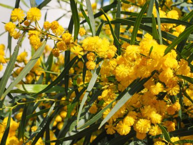 Acacia Pycnantha or golden wattle plant is shrub in the subfamily Mimosoideae of pea family Fabaceae. Branch with long narrow leaves and fragrant bright yellow inflorescences in ball-like structure. clipart