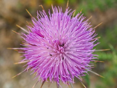 Carduus fındığı ya da Akdeniz devedikeni, Asteraceae familyasından bir bitki türü. Siren korkunçluğu, tüylü ya da korkunç devedikeni mor çiçeği, kapat..