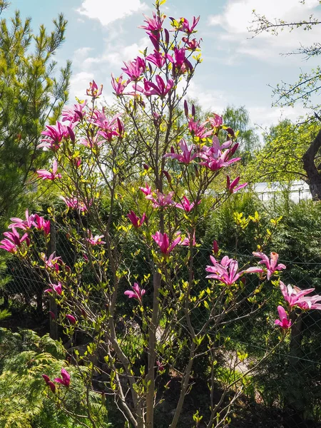 Bahçedeki Magnolia Liiflora pembe çiçekleri. Magnolia Susan yeşil arka planda büyük koyu kırmızı çiçekleri olan küçük bir ağaç. Magnolia, Magnoliaceae familyasından bir bitki cinsidir..