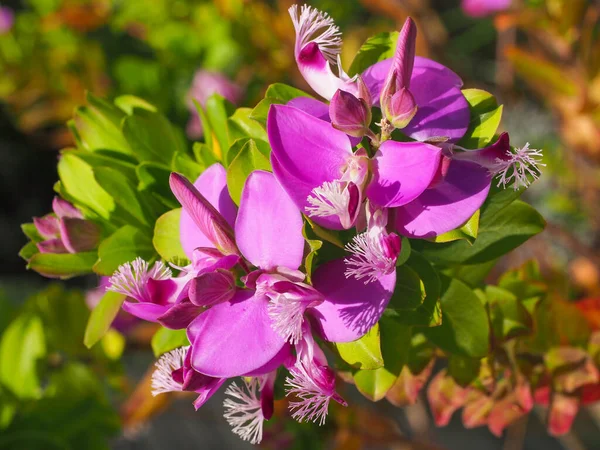 Polygala dalmaisiana, açık pembe ya da koyu morumsu, kanatlı taç yaprakları ve beyaz-mor dantelli yaklaş. Tatlı Bezelye Çalı ya da Polygala Dazzler Polygalaceae familyasının süs bitkisidir..