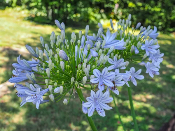 Agapanthus praecox, mavi zambak çiçeği, yaklaş. Afrika zambağı ya da Nil zambağı, Amarillidaceae familyasının popüler bahçe bitkisidir. Genel agapanthus açık mavi yüzlü, sahte çiçekleri vardır..