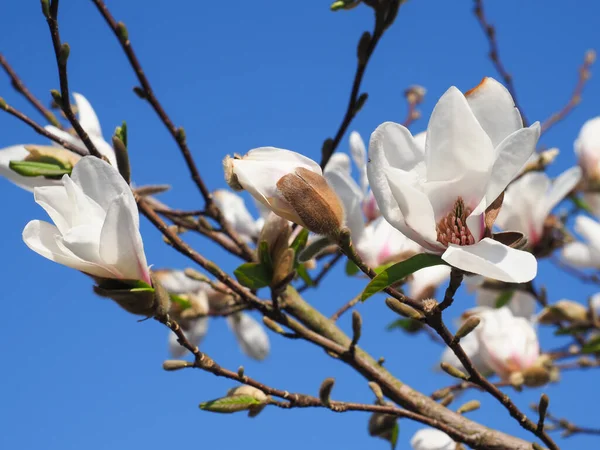 Magnolia Stellata Royal Star Witte Bloemen Aan Blauwe Hemel Achtergrond Stockfoto