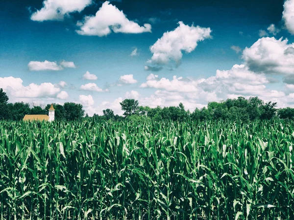 Corn Field under a blue sky