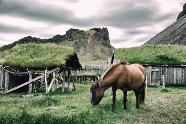 Brown horse grazing behind mountains