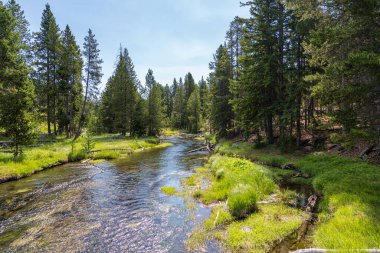 Güzel orman yansıma Yellowstone Milli Parkı'nda, Yellowstone Nehri yatay