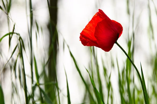 Blera, Lazio, İtalya 'da Yalnız Poppy