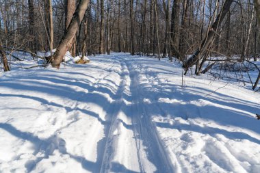 Karlı bir ormanda kayak izleri, seçici bir odak