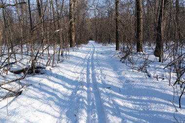 Karlı bir ormanda kayak izleri, seçici bir odak