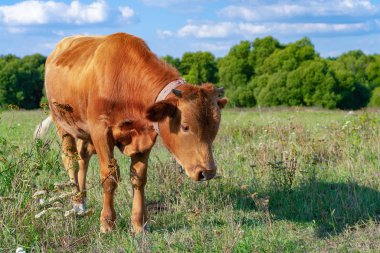 Kahverengi bir boğa yeşil bir çimenlikte otlar açık yaz gökyüzünün altında