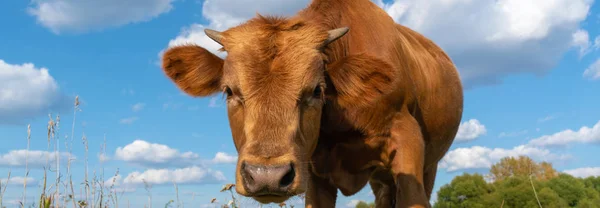 Hnědý býk stojí na mýtině proti modré obloze — Stock fotografie
