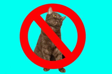 Prohibition sign on the background of the cat. Cats carriers of toxoplasmosis