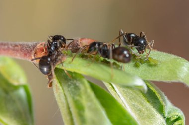 The symbiosis of ants and aphids. Ants herd aphids on young leaves of trees.