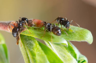 The symbiosis of ants and aphids. Ants herd aphids on young leaves of trees.