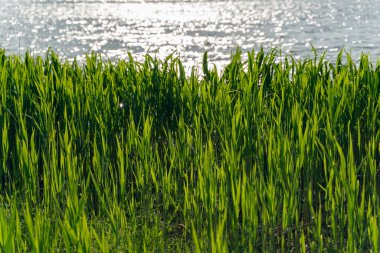 Green grass on the background of the lake, closeup. selective focus