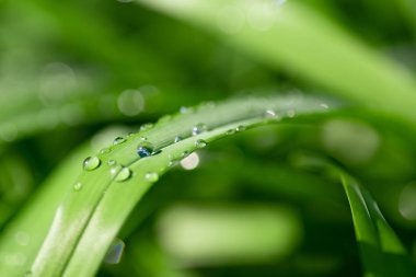 Drops of dew on green grass, closeup. Selective focus
