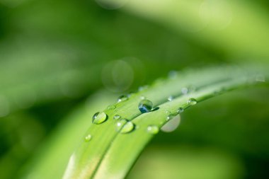 Drops of dew on green grass, closeup. Selective focus
