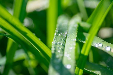 Drops of dew on green grass, closeup. Selective focus