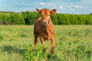 Young calf is grazed in a meadow, close-up