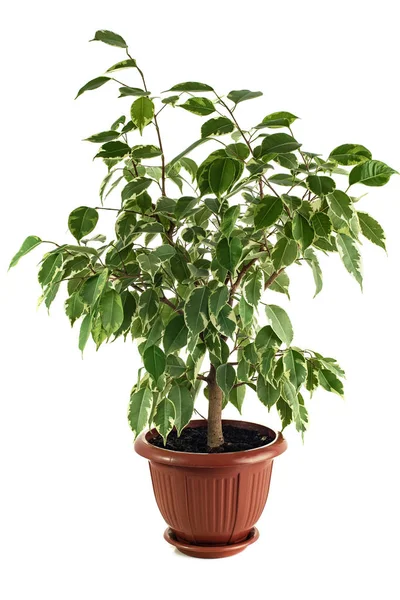 Ficus Benjamina Starlight on a white background. Isolated