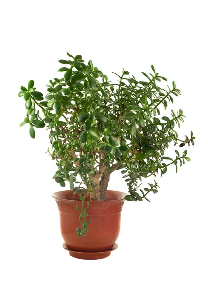 Money Tree. Home plant of Crassula on a white isolated background.