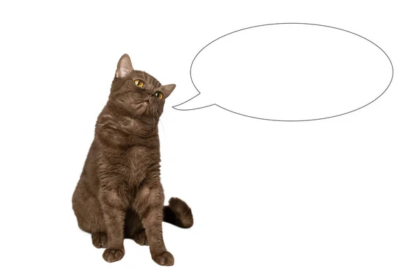 Isolated portrait of a cat, on a white background. Copy space