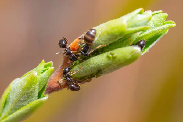 The symbiosis of ants and aphids. Ants herd aphids on young leaves of trees.
