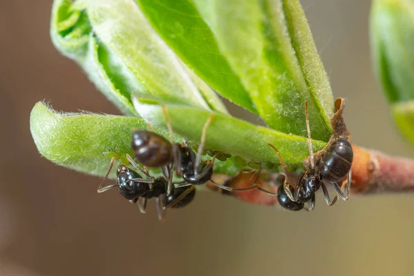 The symbiosis of ants and aphids. Ants herd aphids on young leaves of trees.
