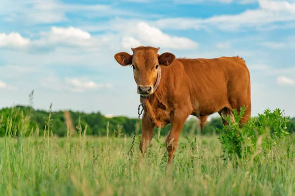 Young calf is grazed in a meadow, close-up