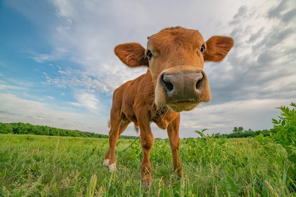 Funny calf stands on a green meadow, photographed on a wide-angle lens.