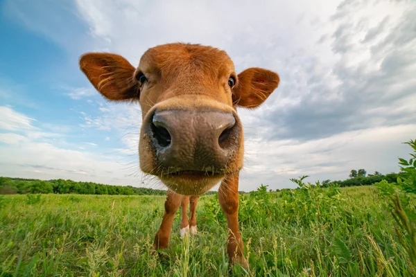 Funny calf stands on a green meadow, photographed on a wide-angle lens. — 스톡 사진